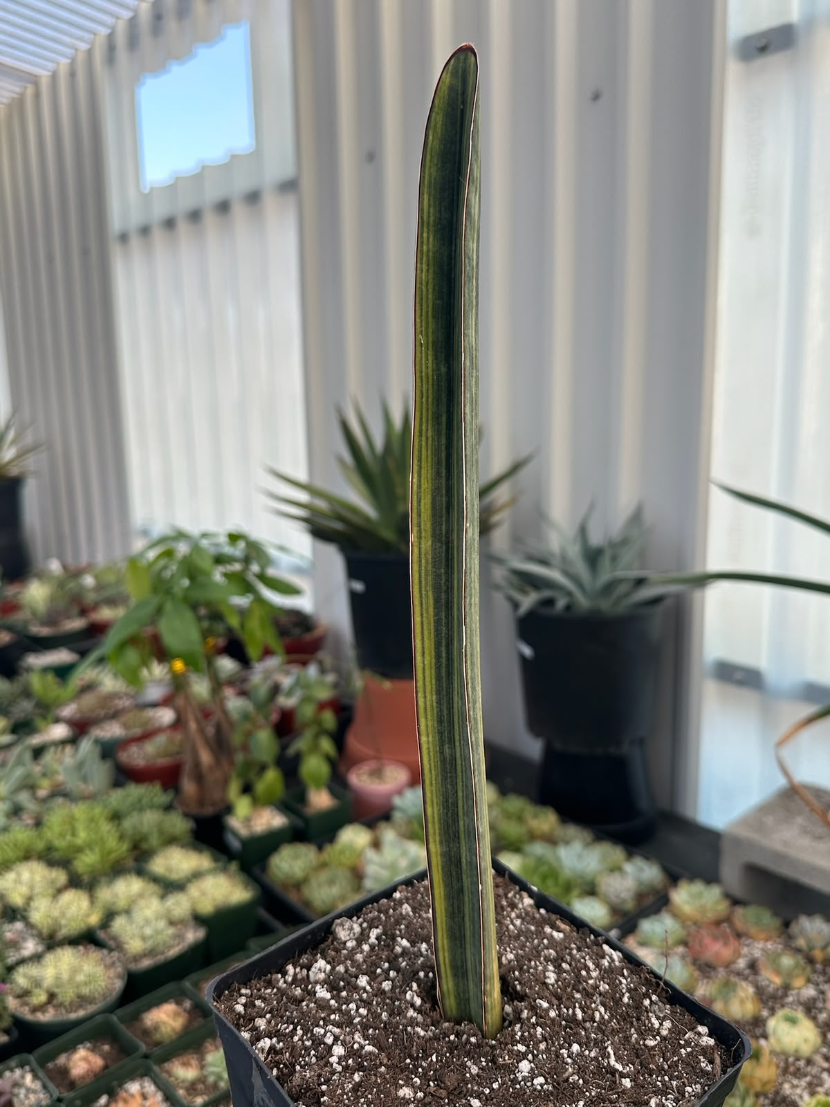 Sansevieria baseball