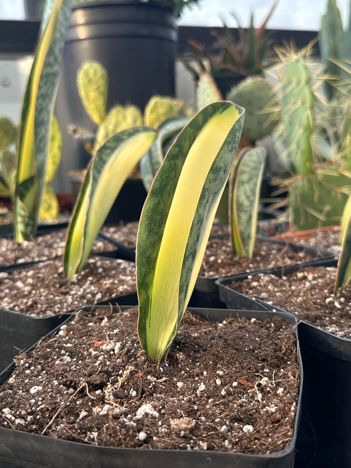 Sansevieria masoniana mediopicta