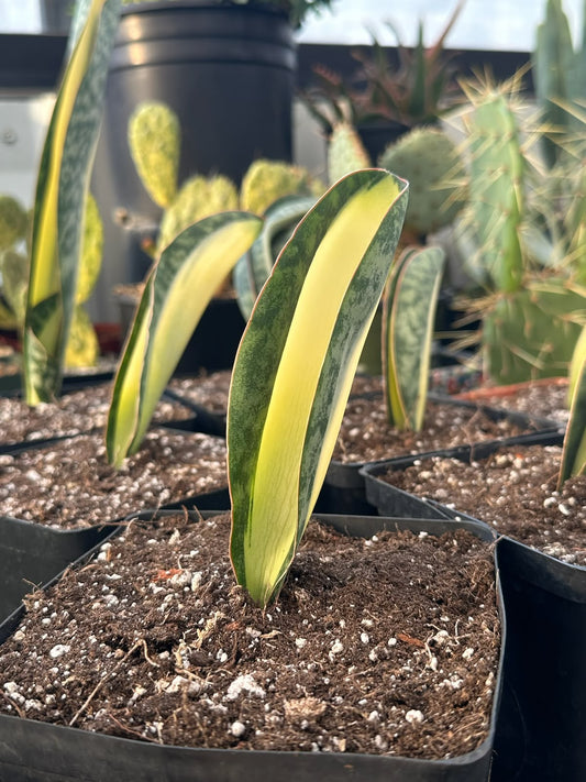 Sansevieria masoniana mediopicta