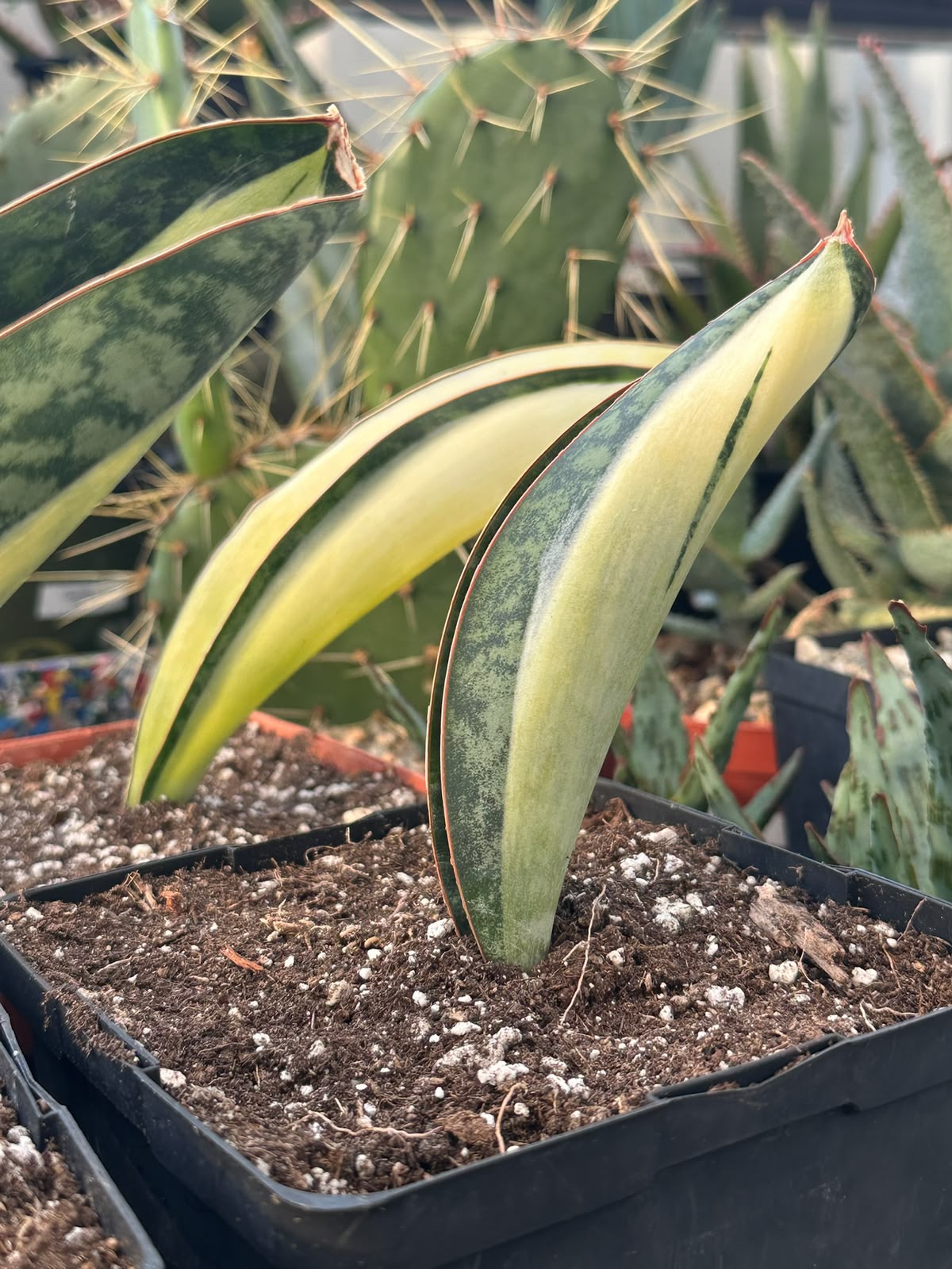 Sansevieria masoniana mediopicta