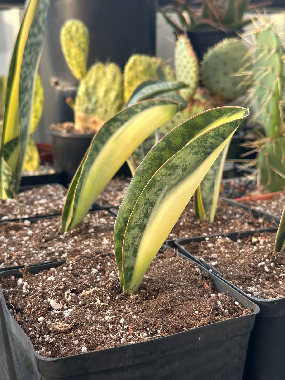 Sansevieria masoniana mediopicta