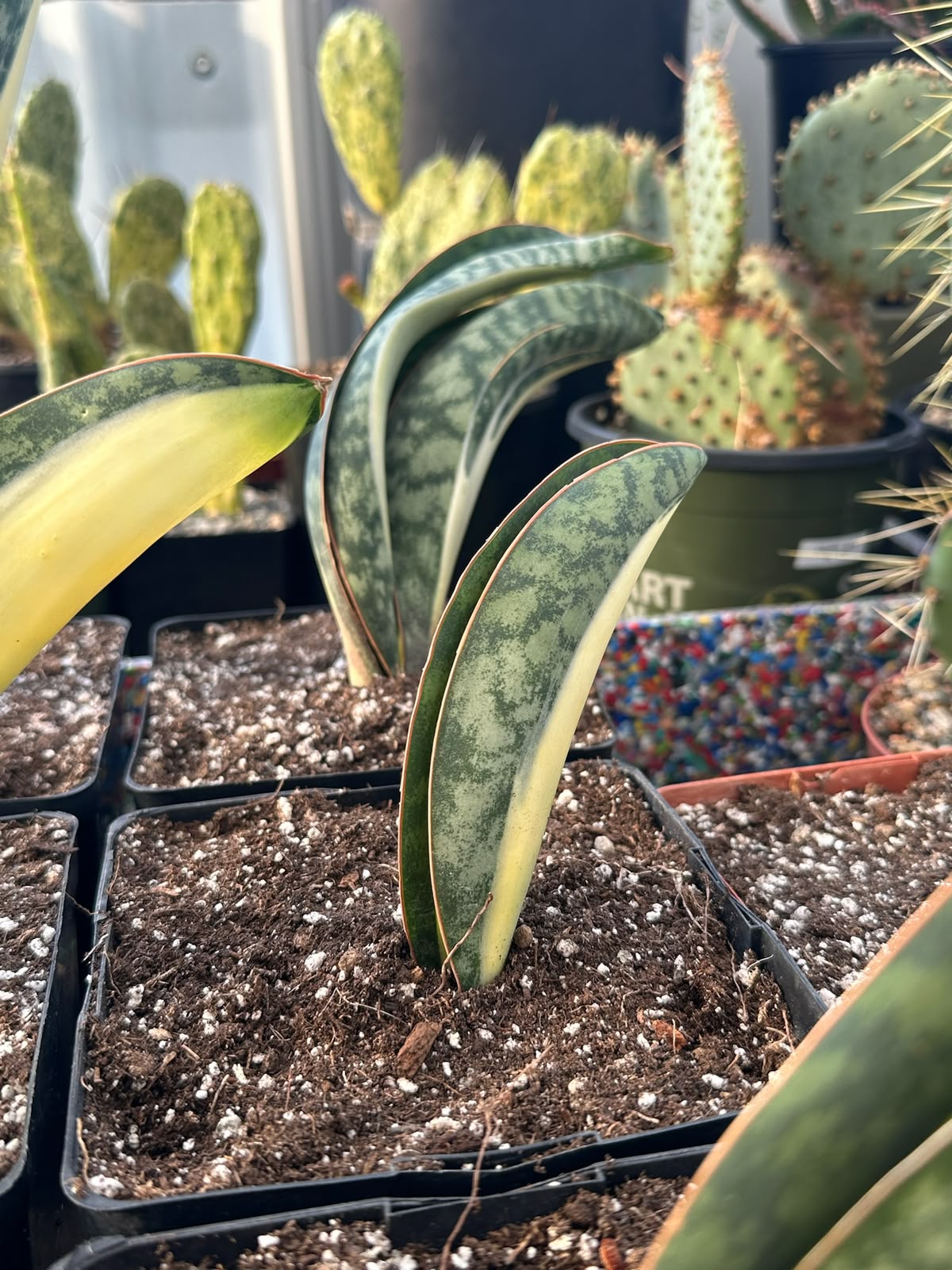 Sansevieria masoniana mediopicta