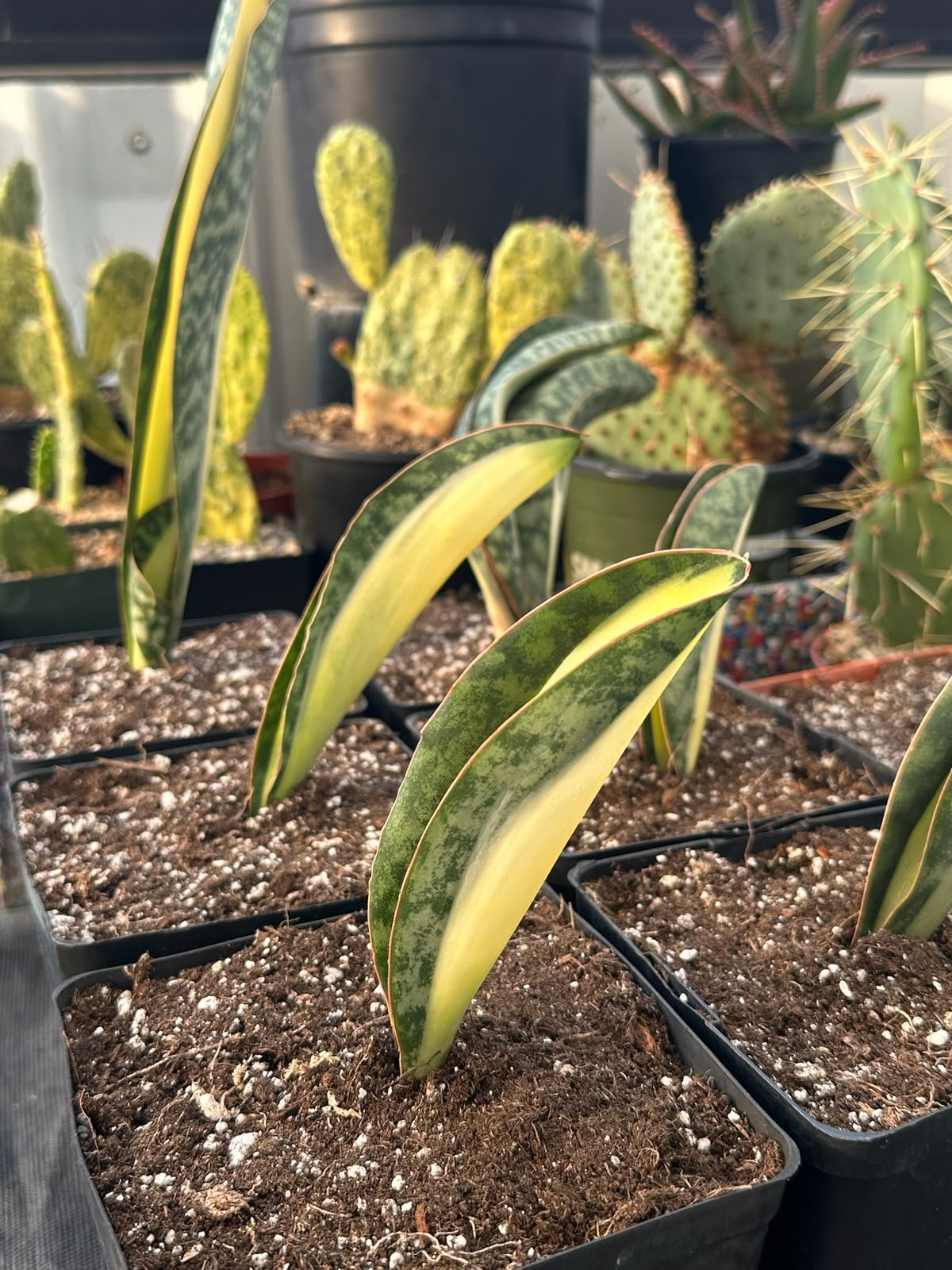 Sansevieria masoniana mediopicta