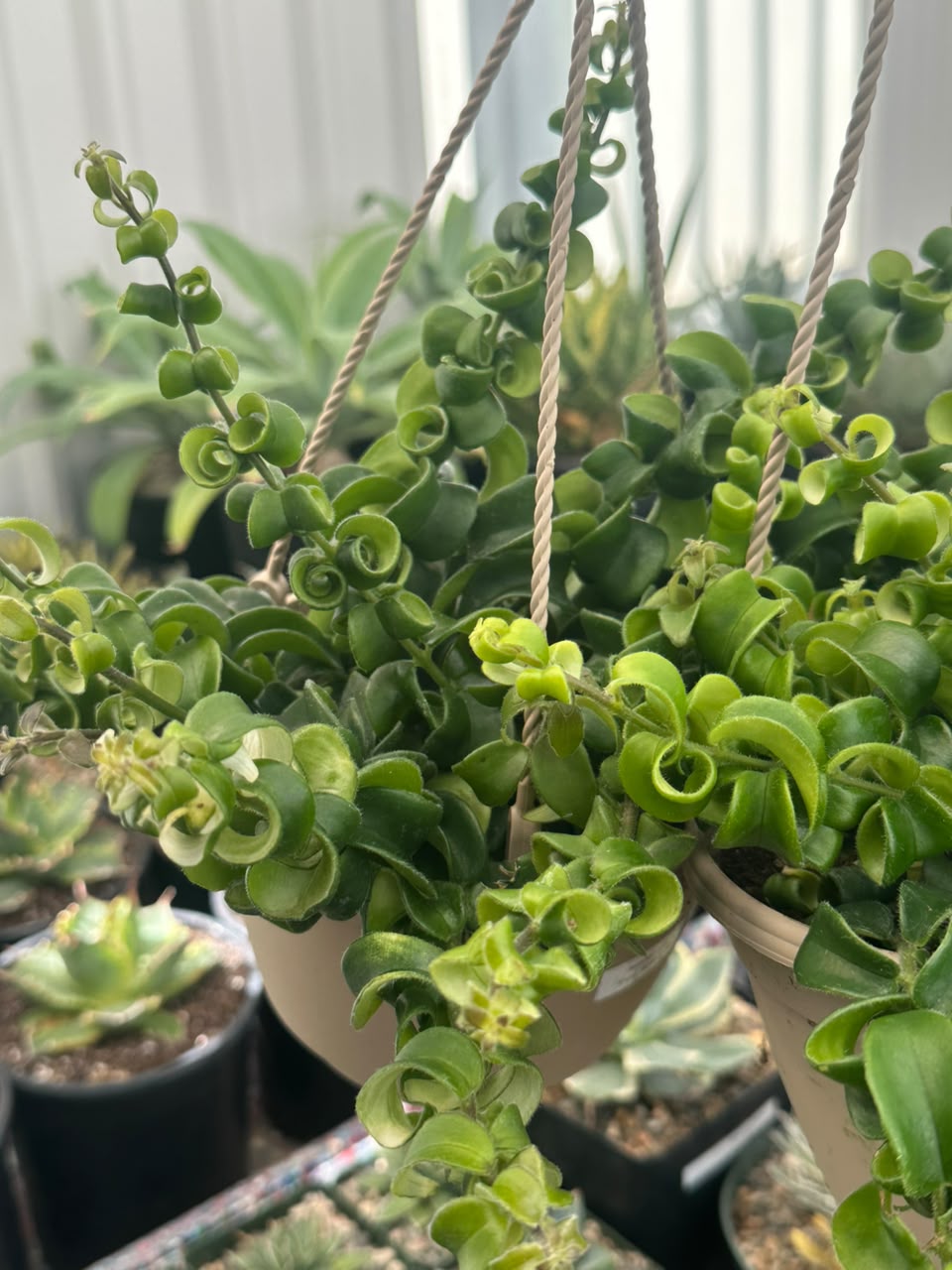 Curly Lipstick (Aeschynanthus Rasta)