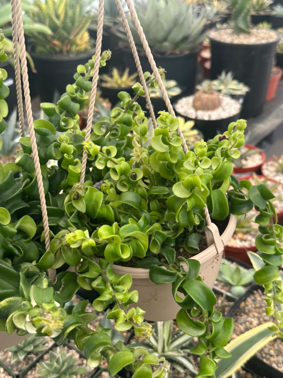 Curly Lipstick (Aeschynanthus Rasta)