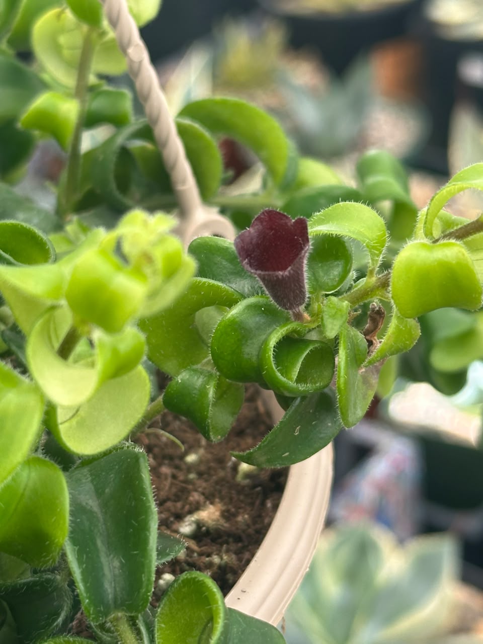 Curly Lipstick (Aeschynanthus Rasta)