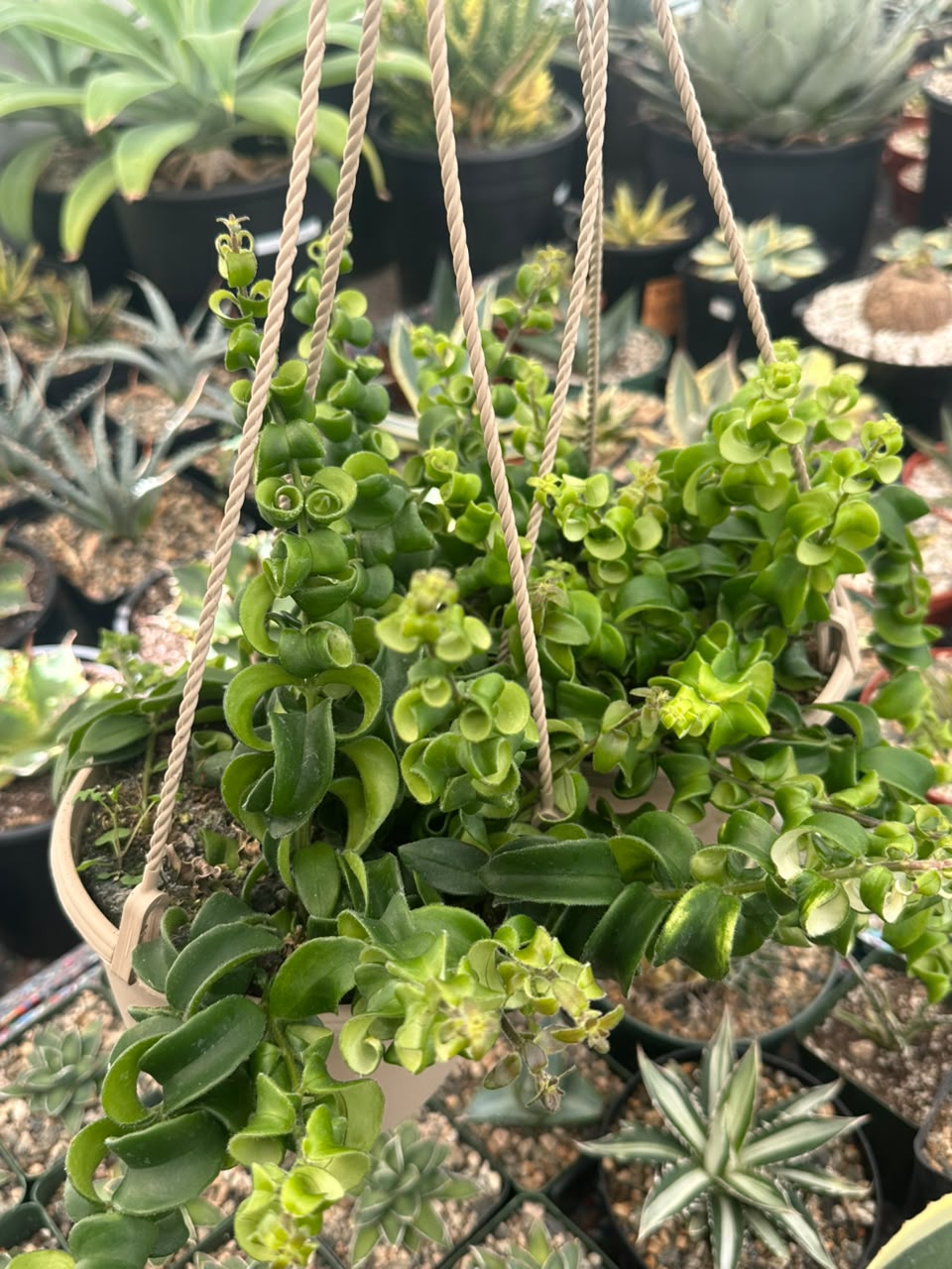 Curly Lipstick (Aeschynanthus Rasta)