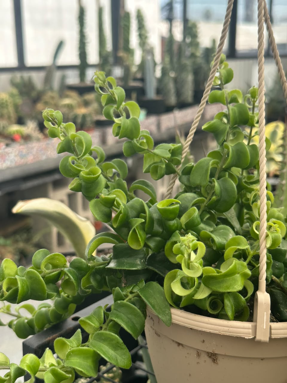 Curly Lipstick (Aeschynanthus Rasta)