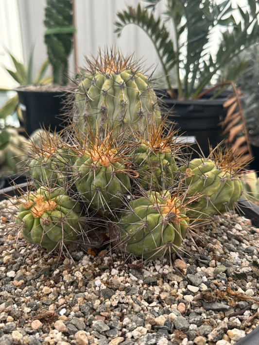Copiapoa ahremephiana