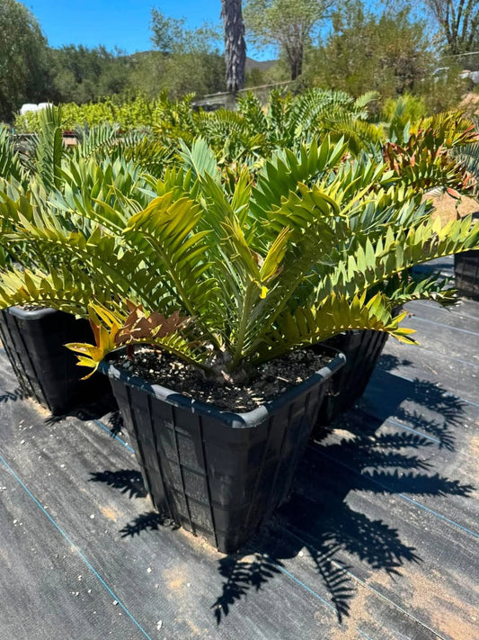 Encephalartos