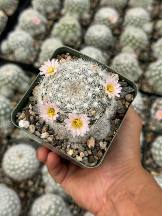 Mammillaria glasii