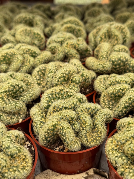 Mammillaria elongata crestada