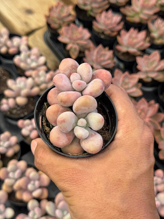 Graptopetalum amethystinum