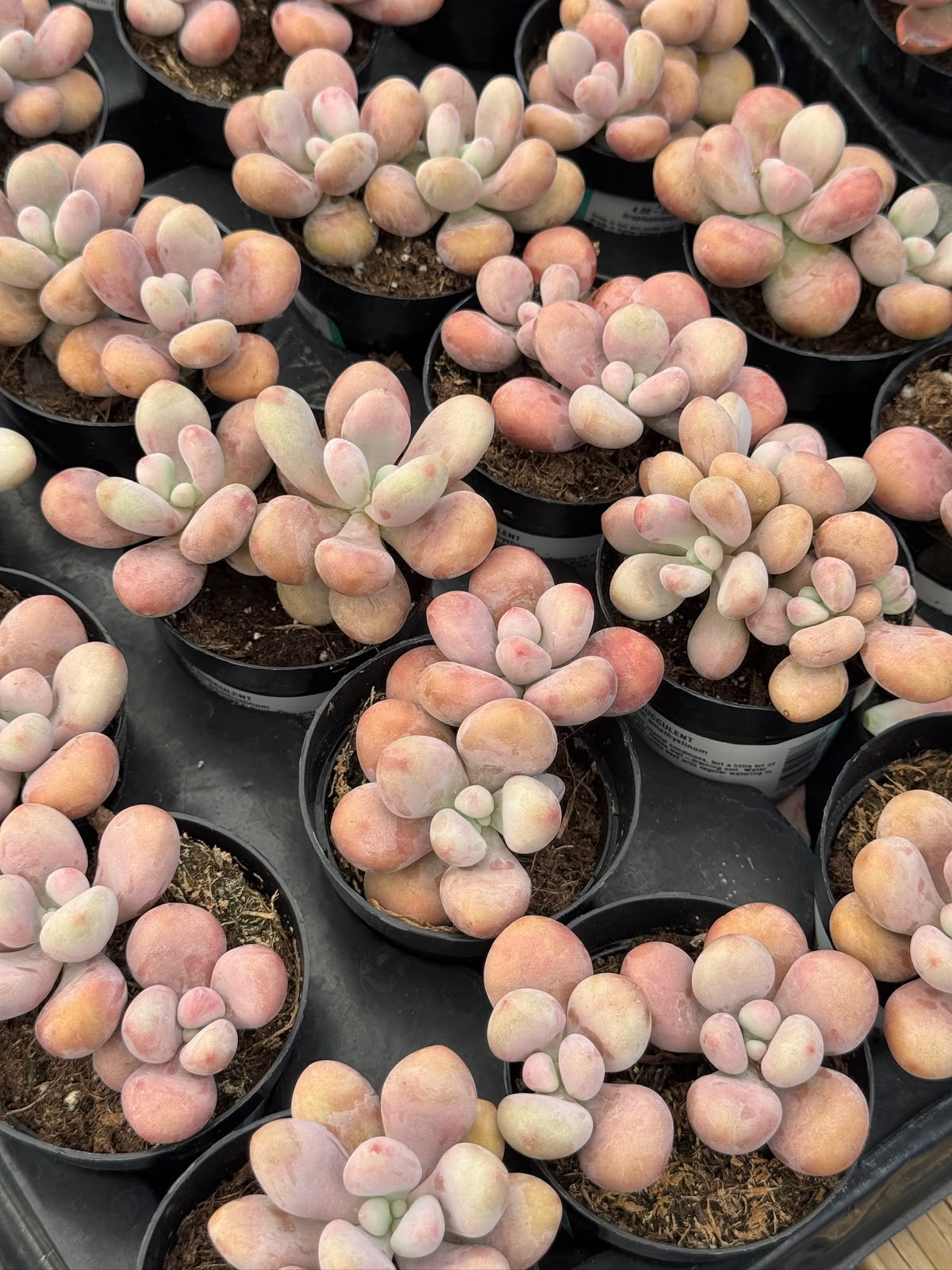 Graptopetalum amethystinum