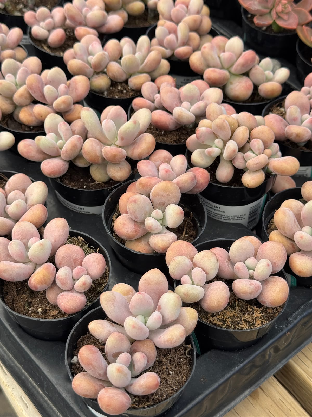 Graptopetalum amethystinum