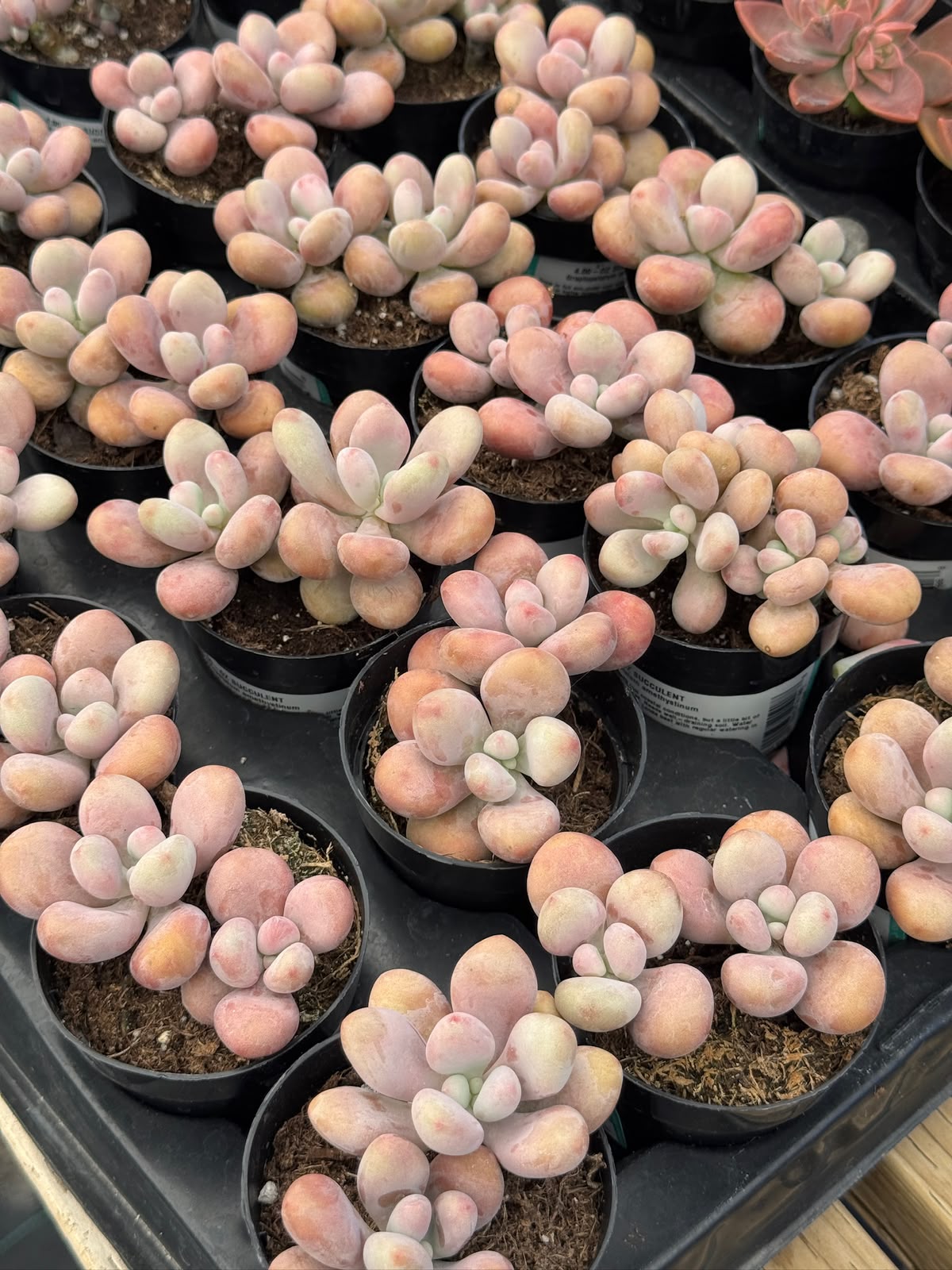 Graptopetalum amethystinum