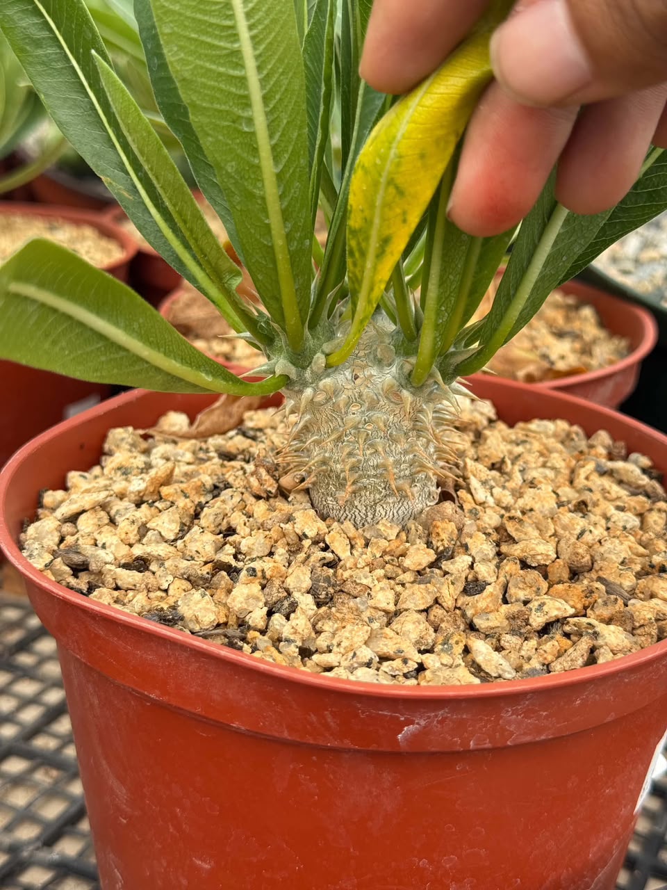 Pachipodium dencicaule
