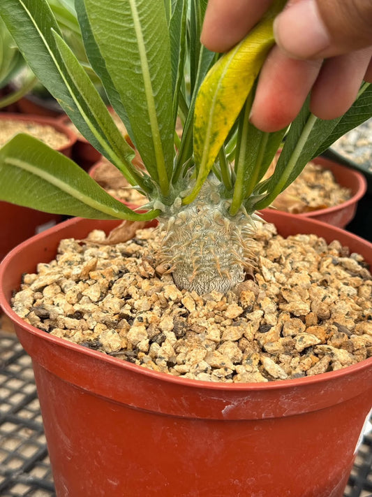 Pachipodium dencicaule