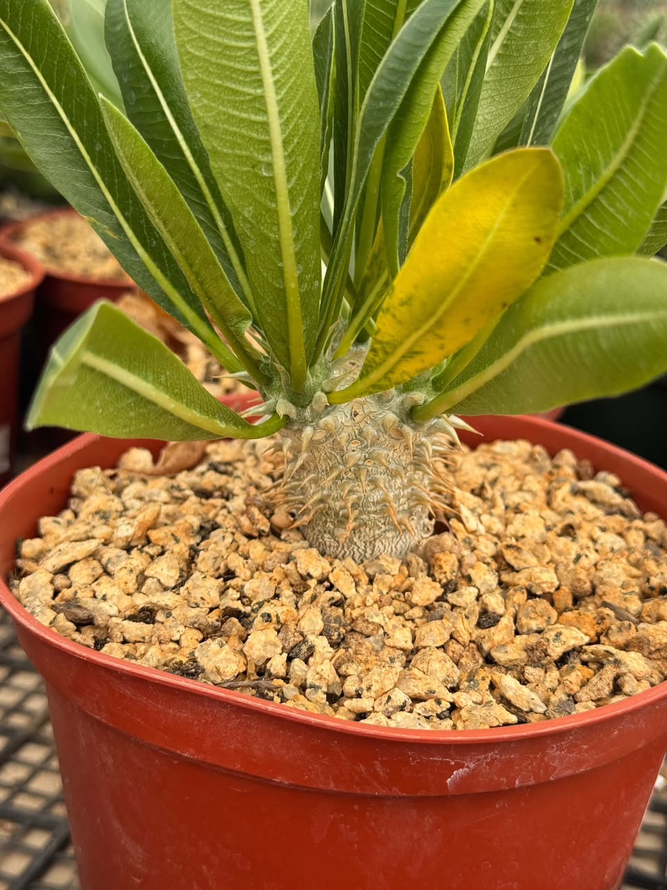 Pachipodium dencicaule