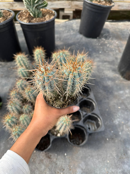 Browningia hertlingiana