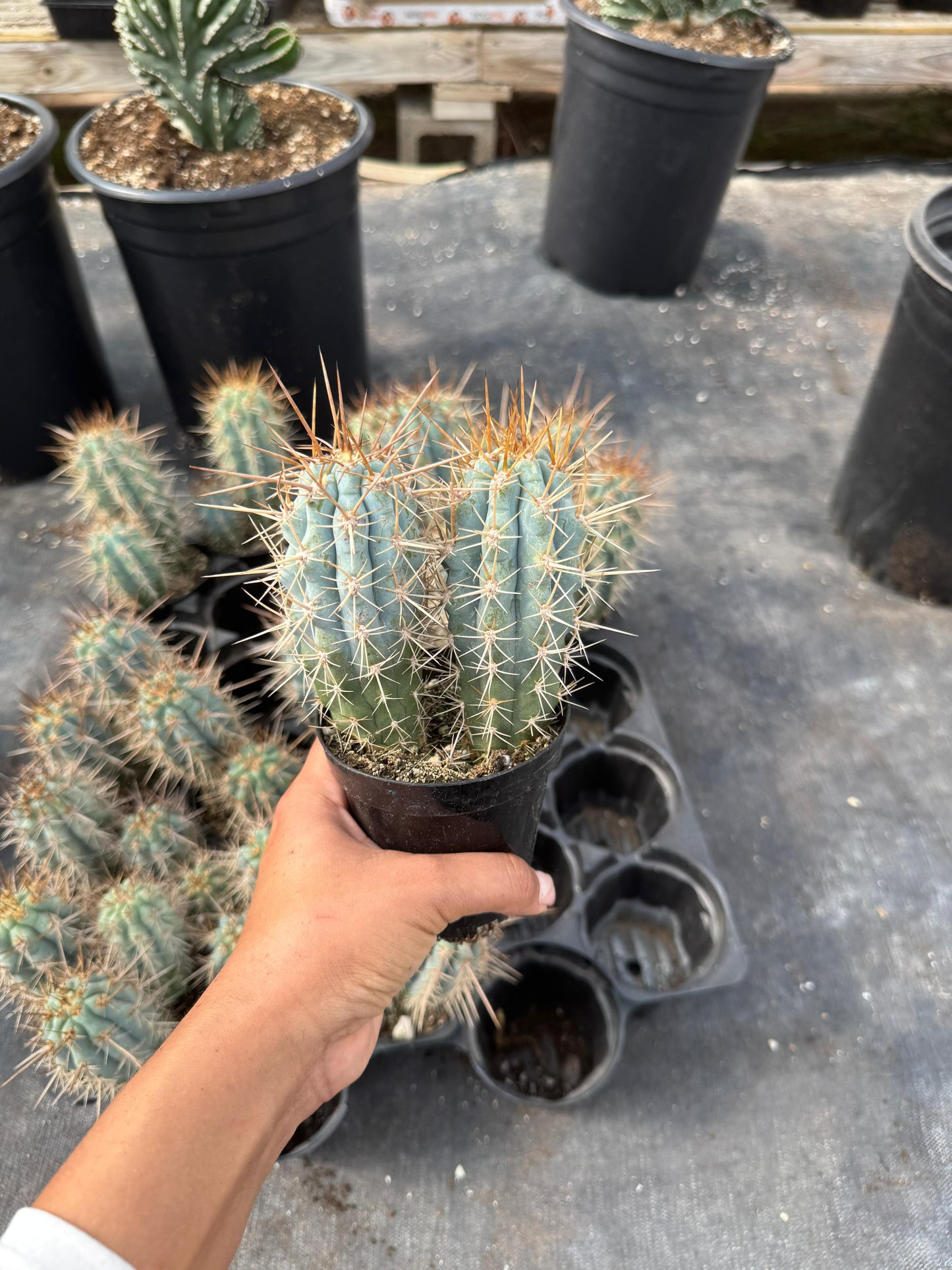 Browningia hertlingiana