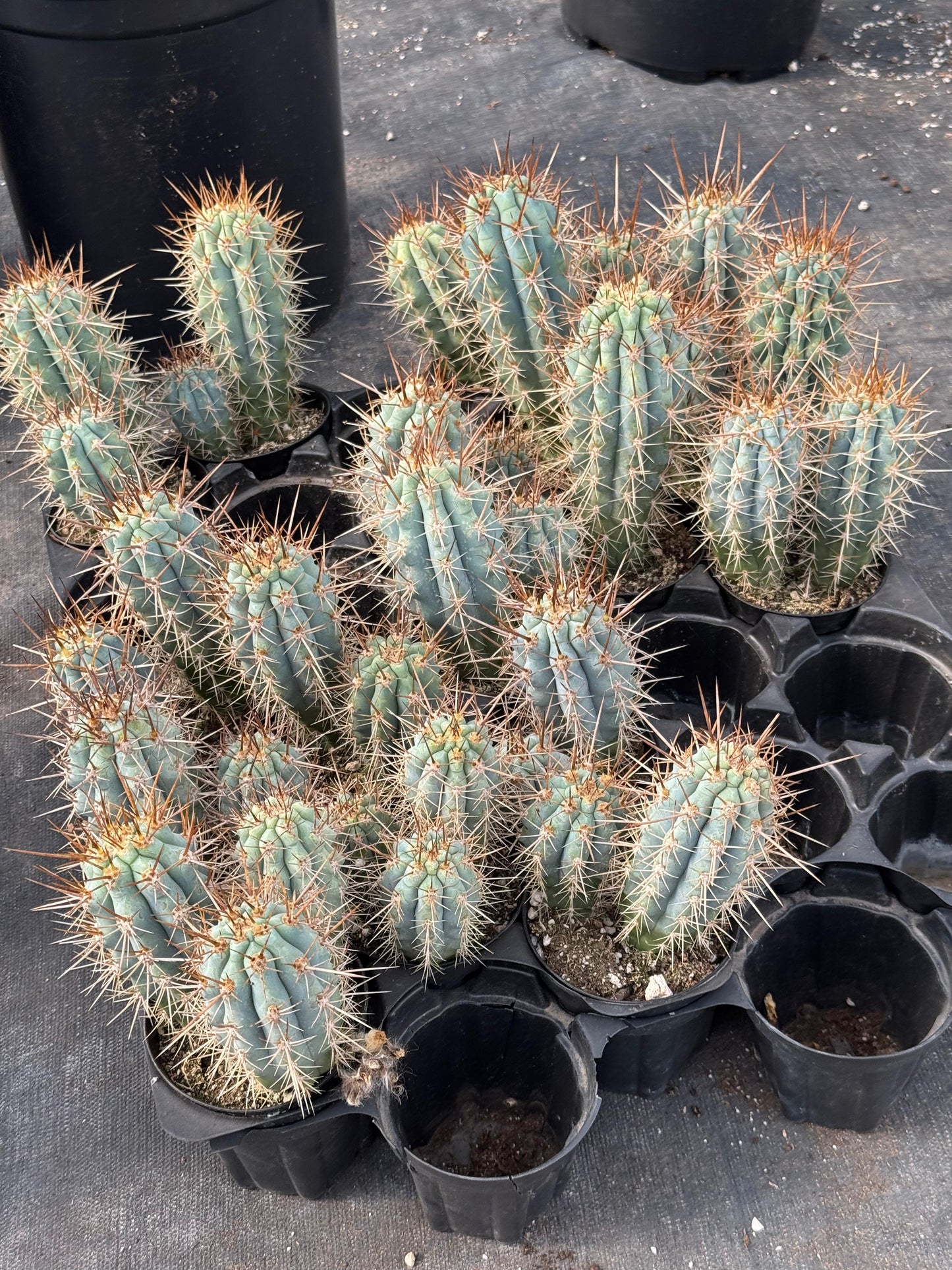 Browningia hertlingiana