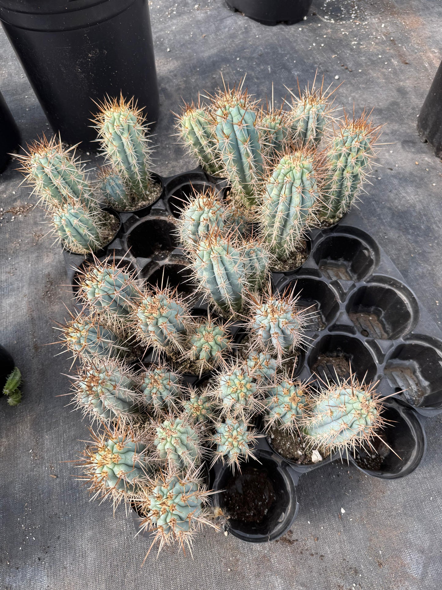 Browningia hertlingiana