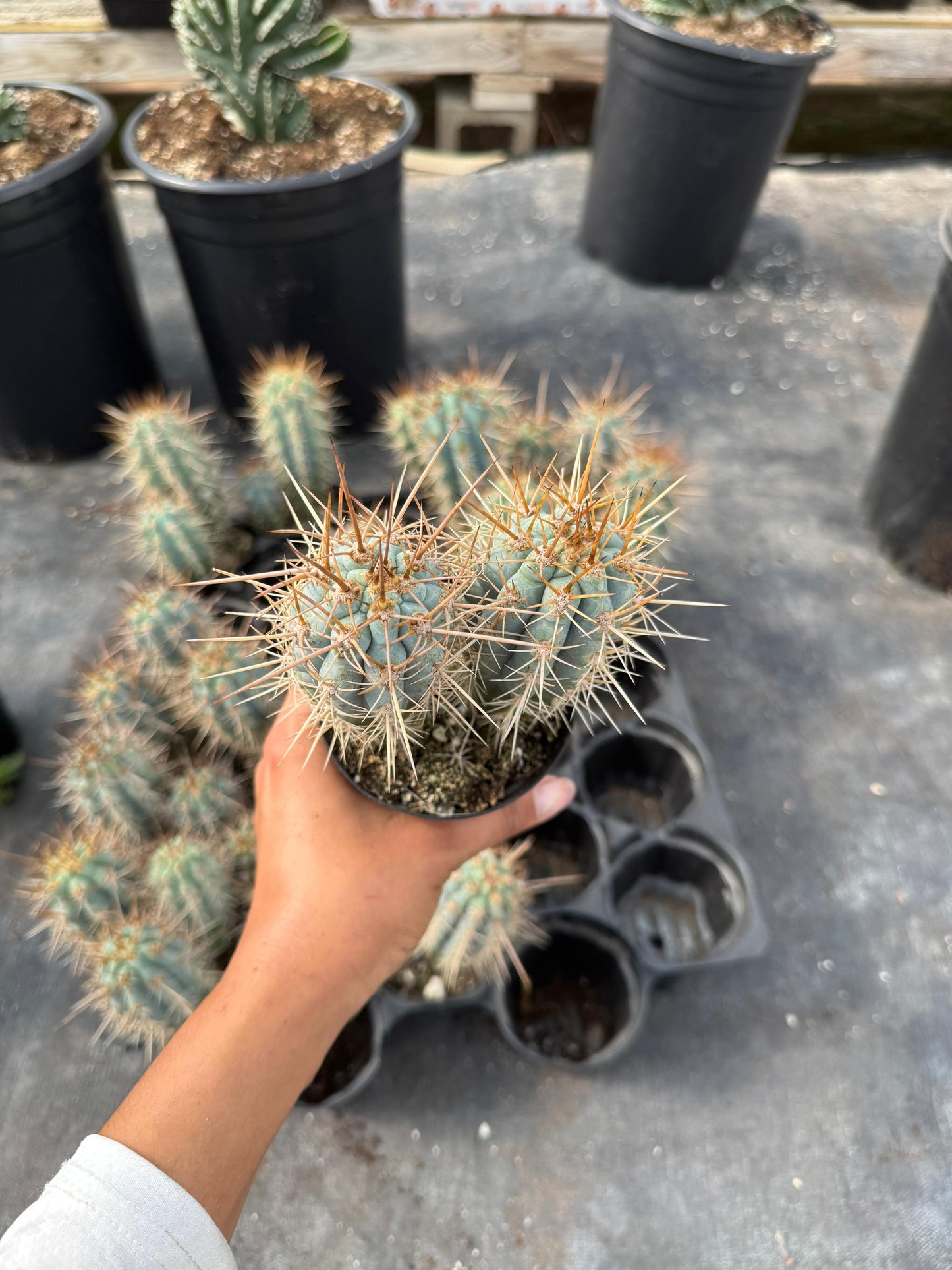 Browningia hertlingiana