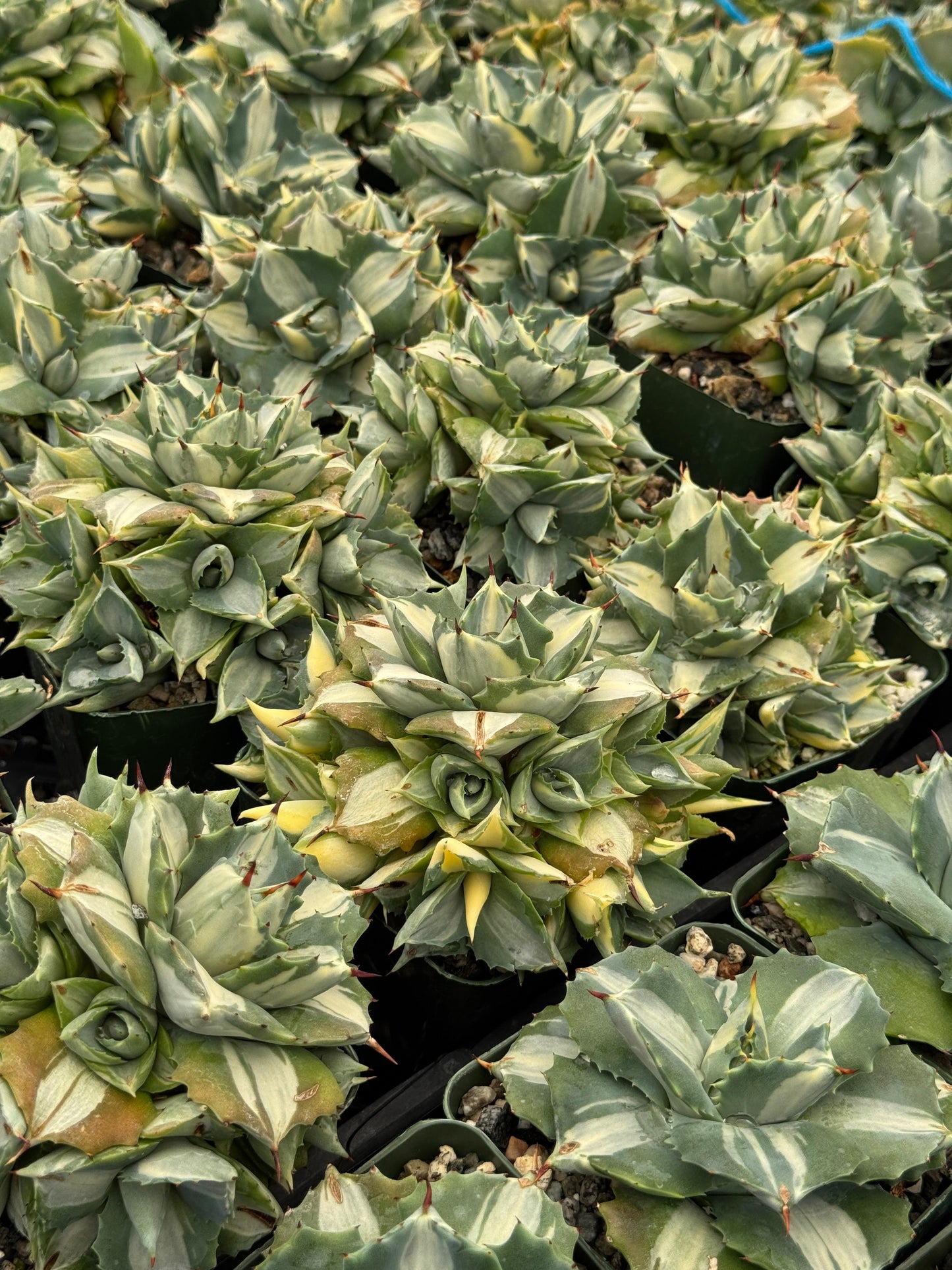 Agave Isthmensis 4"