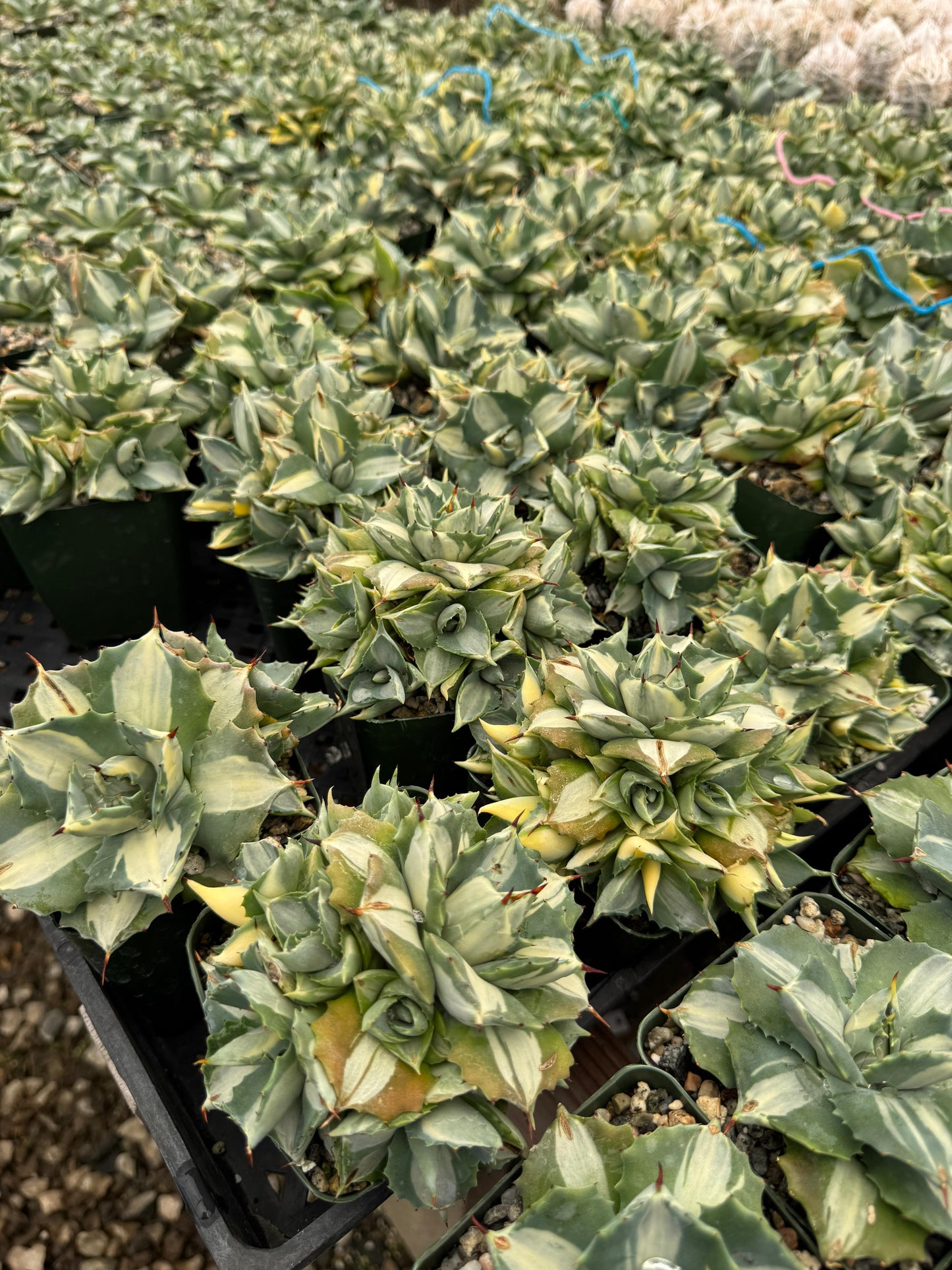 Agave Isthmensis 4"