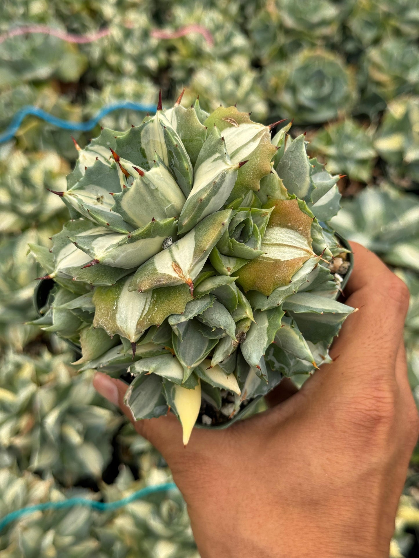 Agave Isthmensis 4"