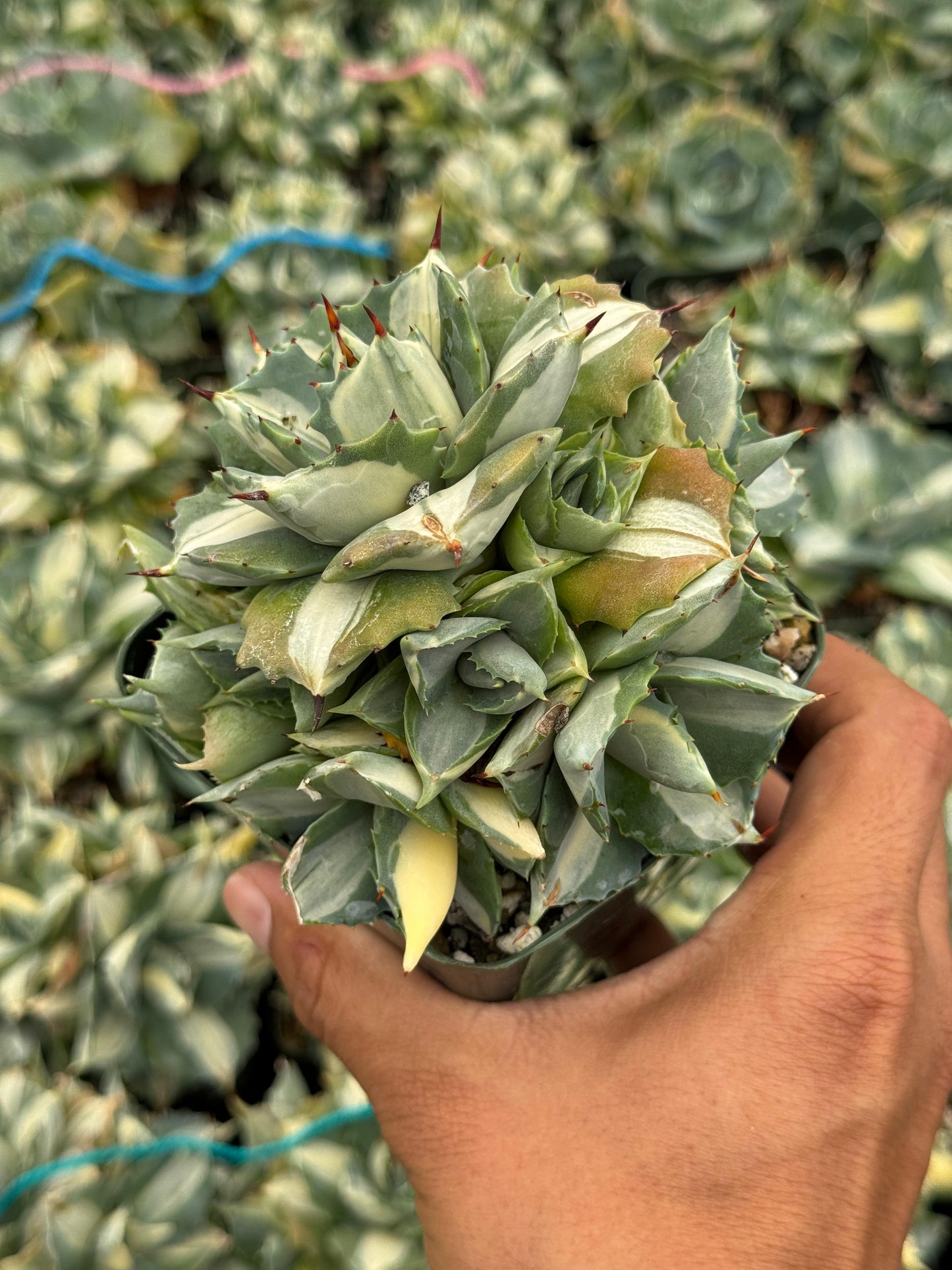Agave Isthmensis 4"