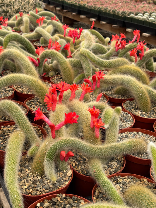 Cleistocactus colademononis Cola de mono