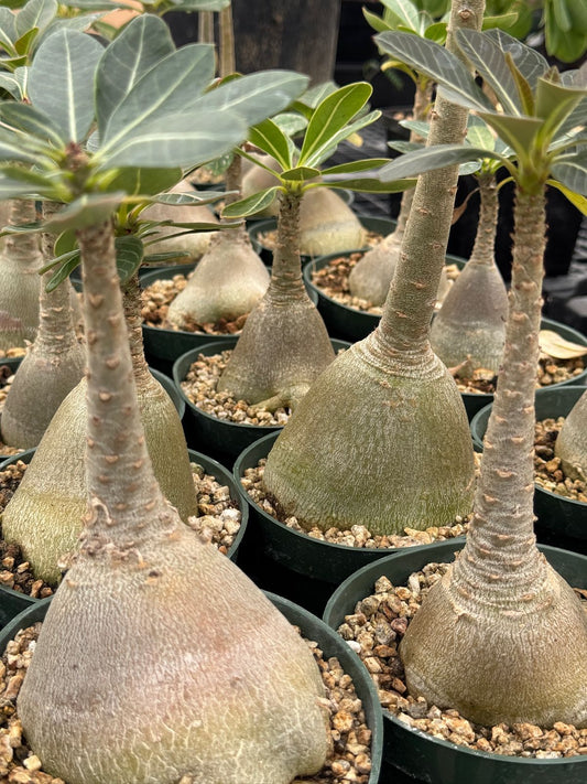 Adenium socotranum