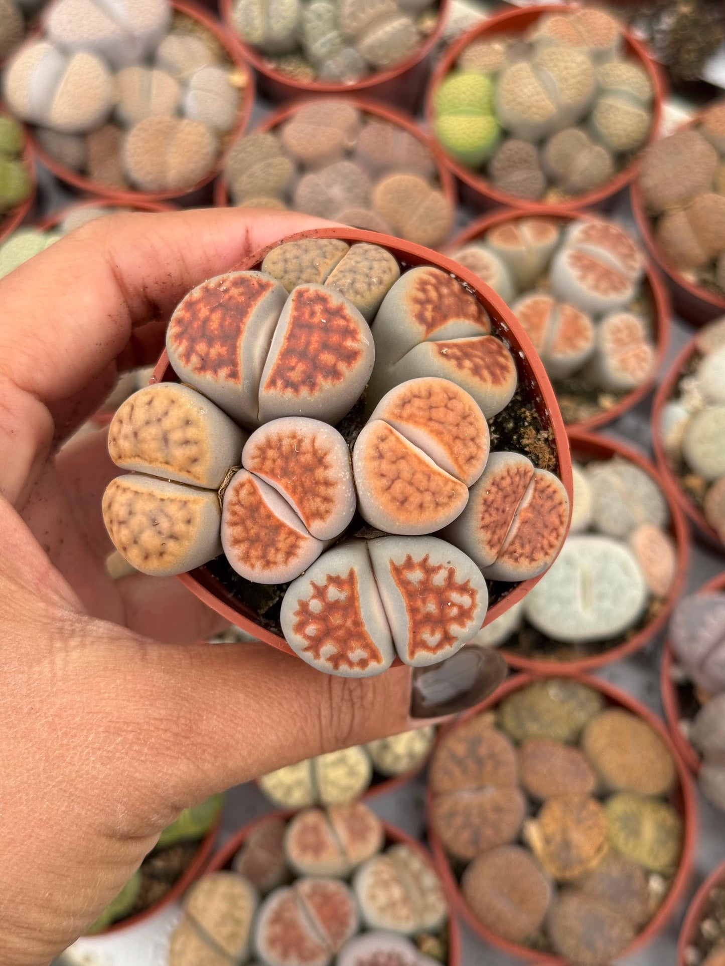 Charola de 28 macetas de lithops 2.5”