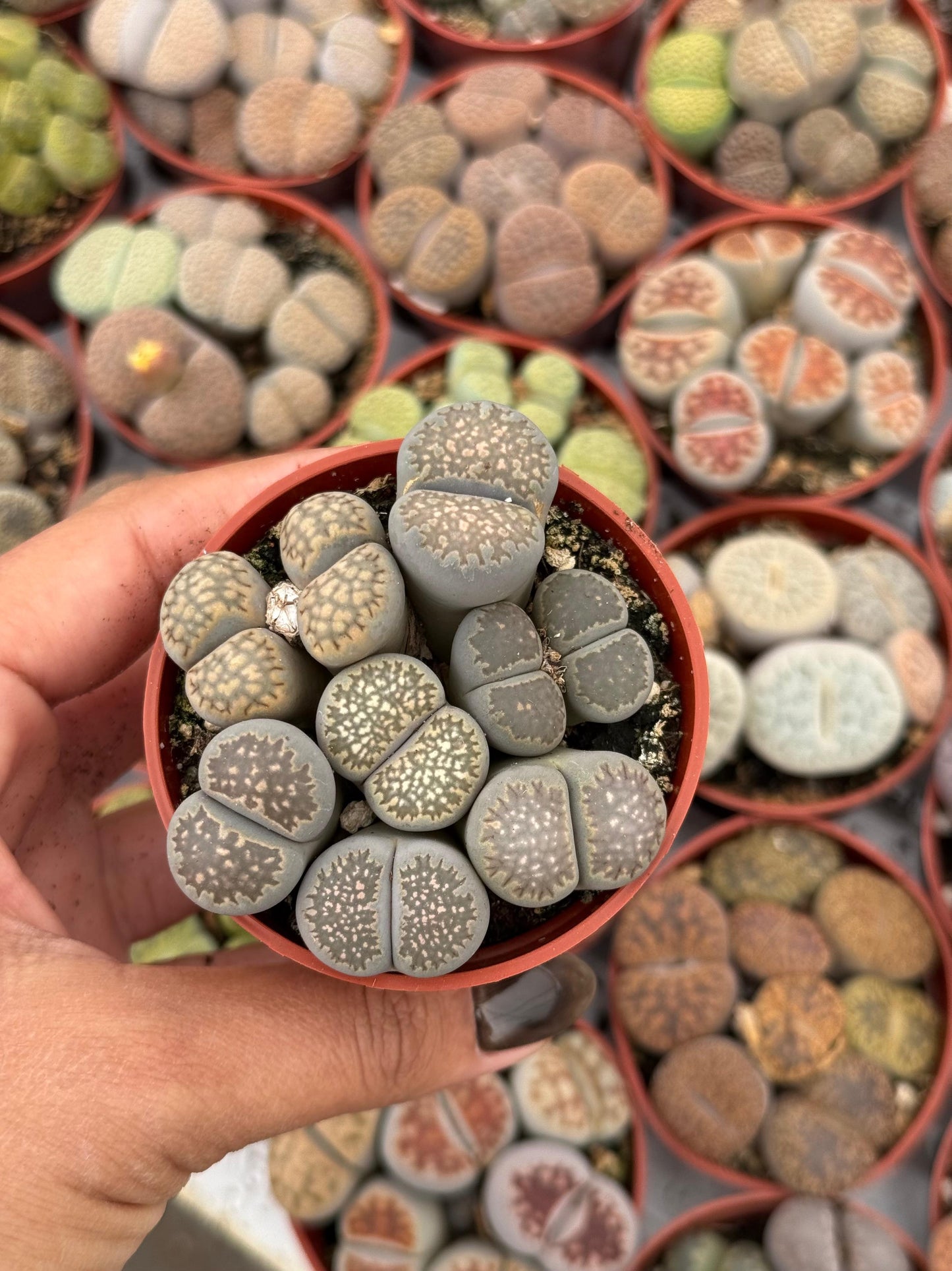 Charola de 28 macetas de lithops 2.5”