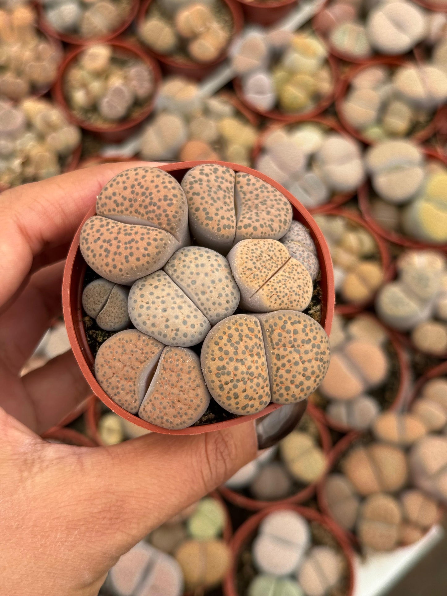 Charola de 28 macetas de lithops 2.5”