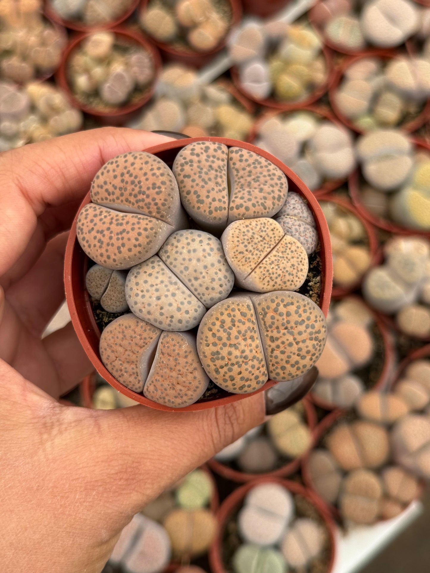 Charola de 28 macetas de lithops 2.5”