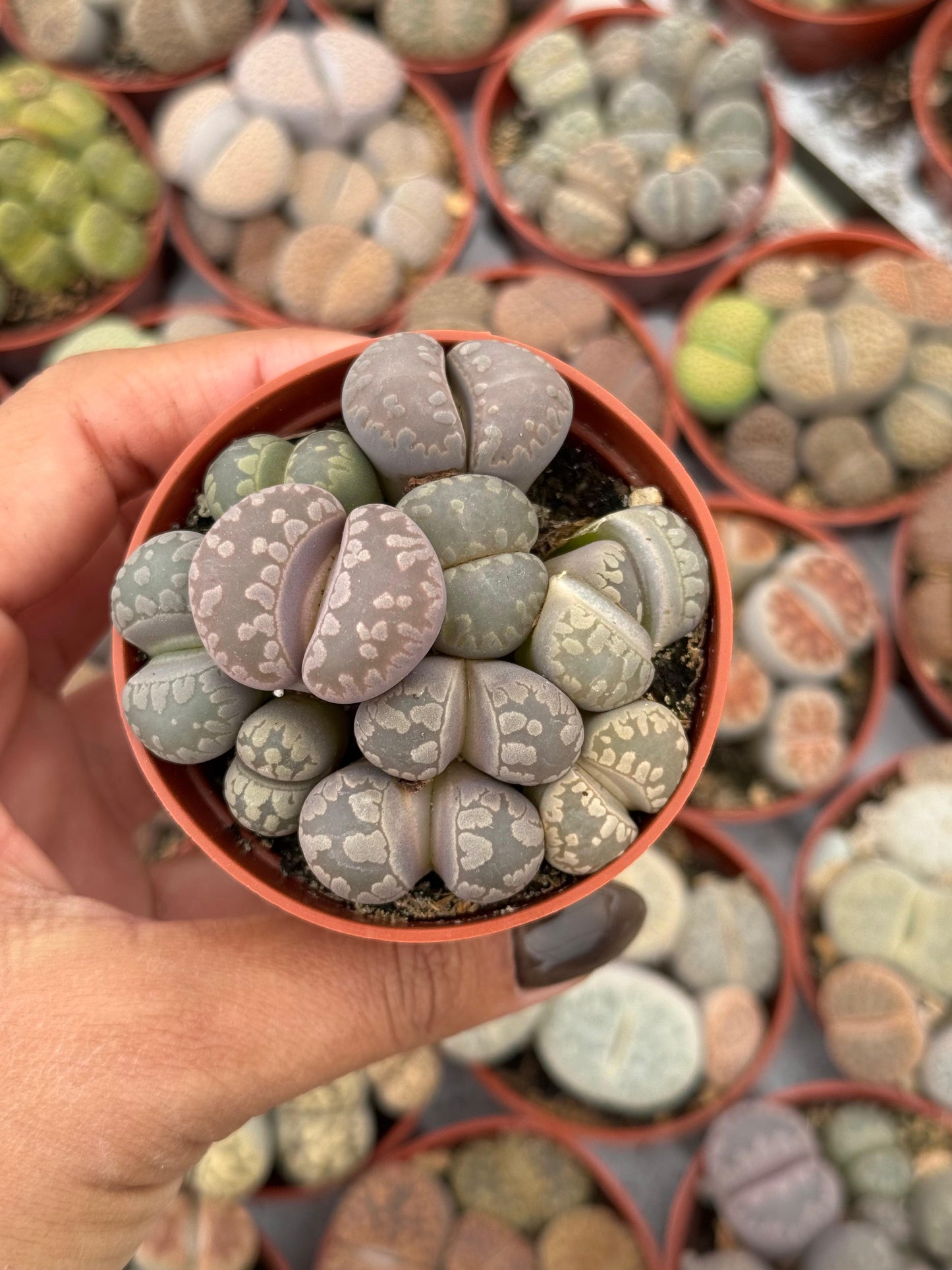 Charola de 28 macetas de lithops 2.5”