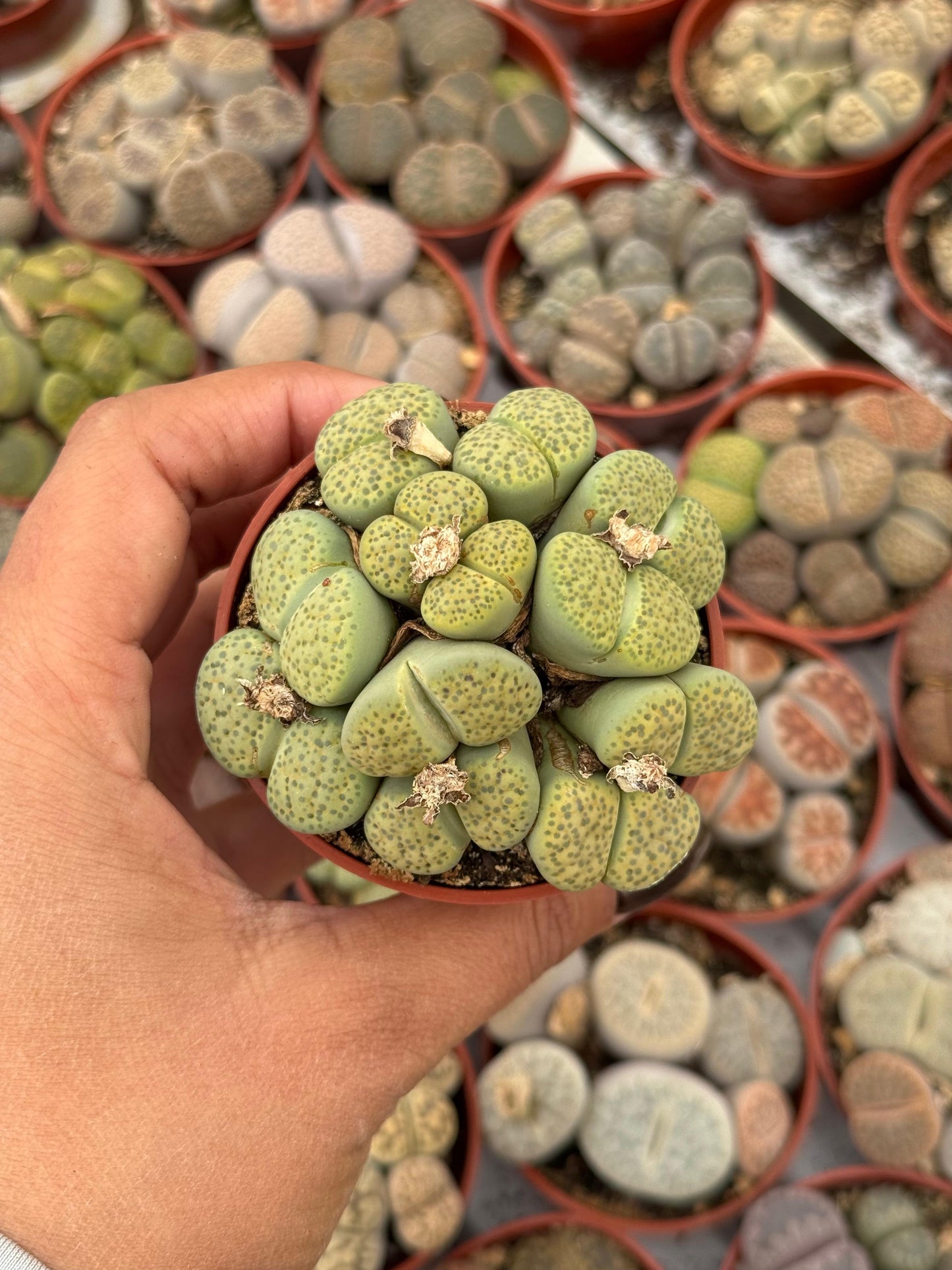 Charola de 28 macetas de lithops 2.5”