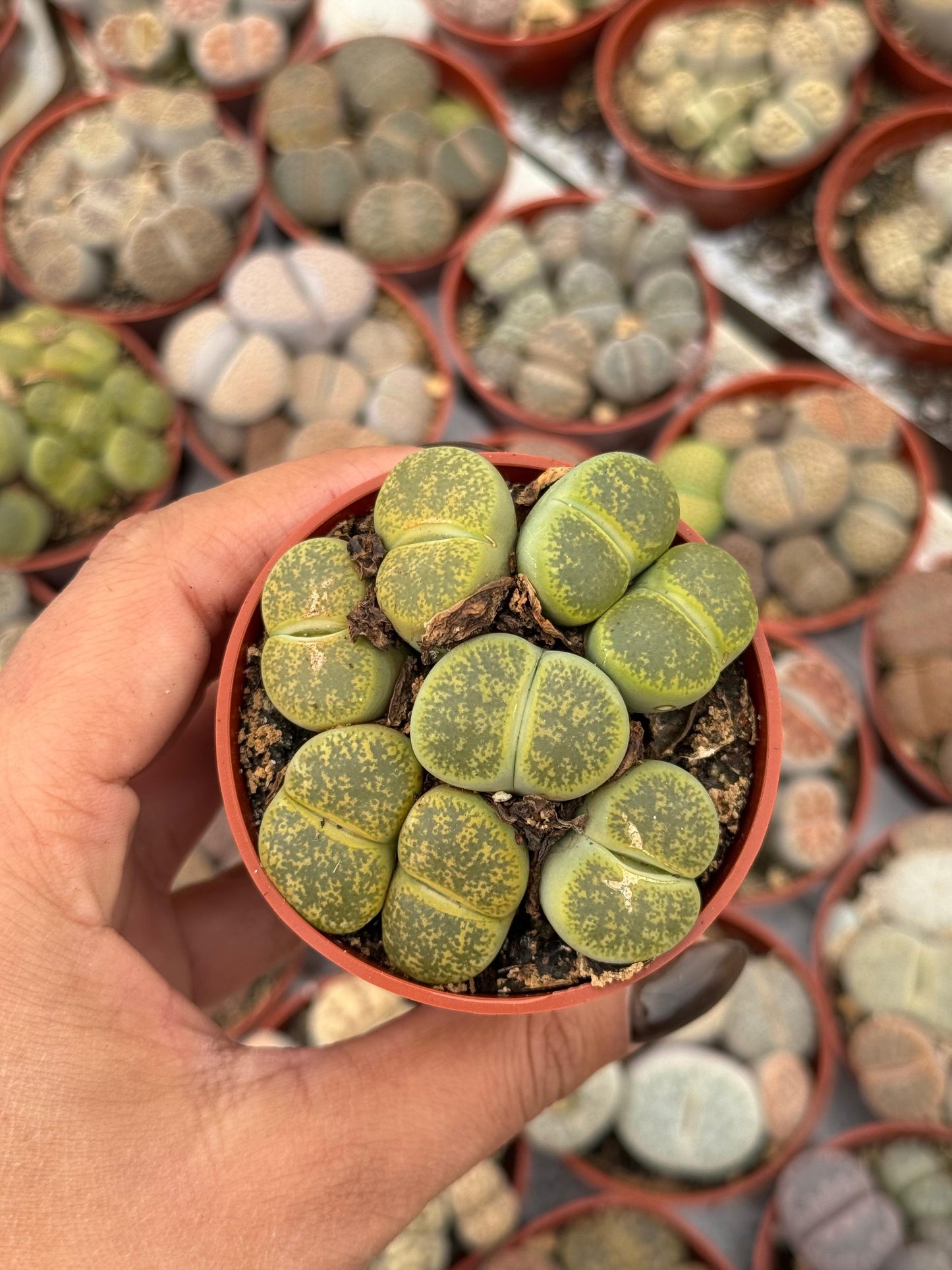 Charola de 28 macetas de lithops 2.5”