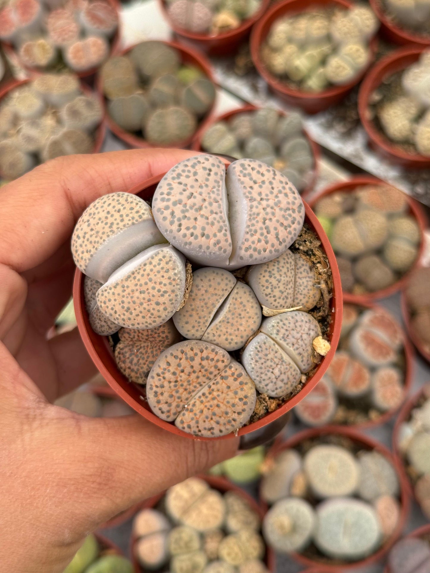 Charola de 28 macetas de lithops 2.5”