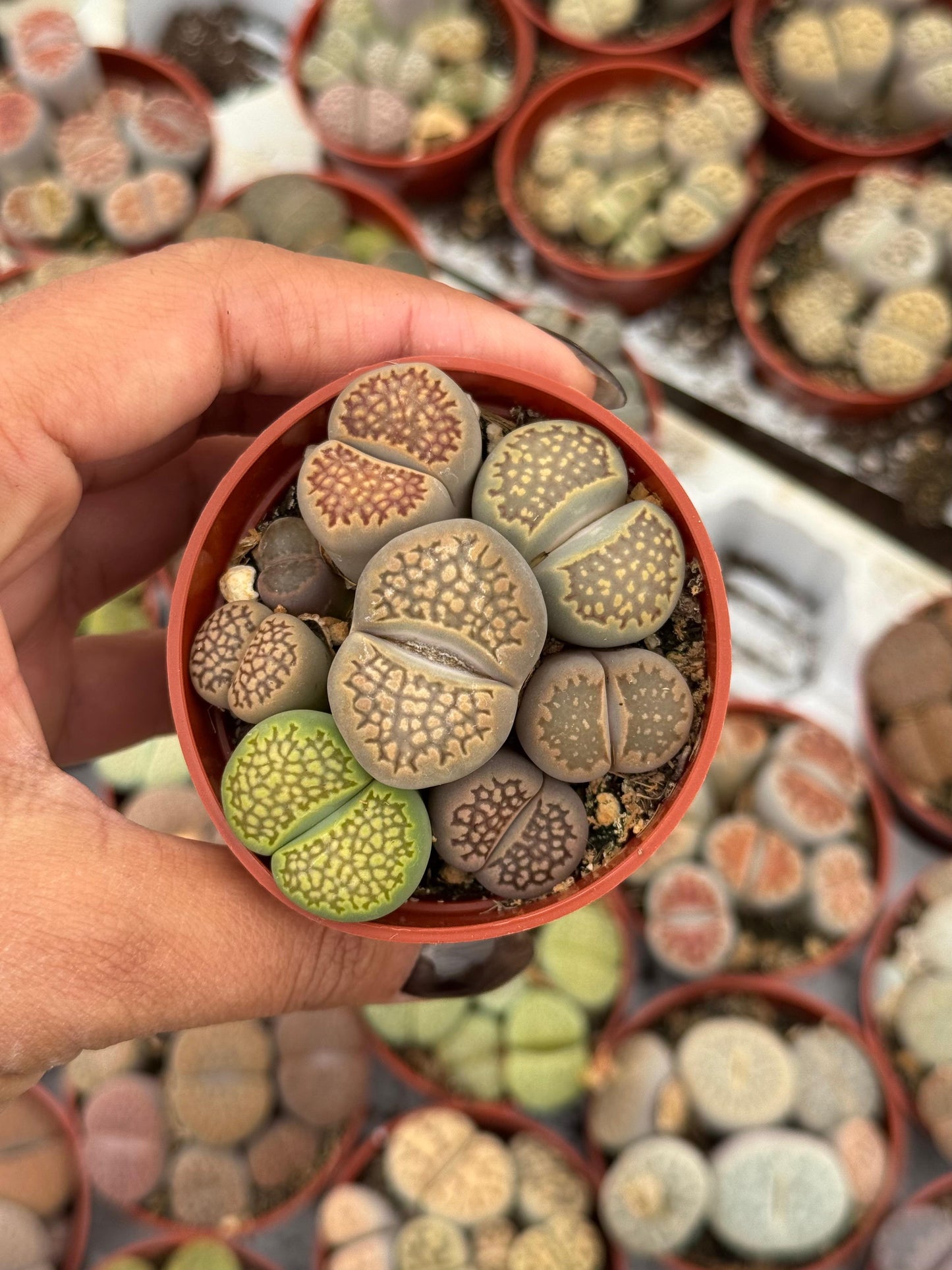 Charola de 28 macetas de lithops 2.5”