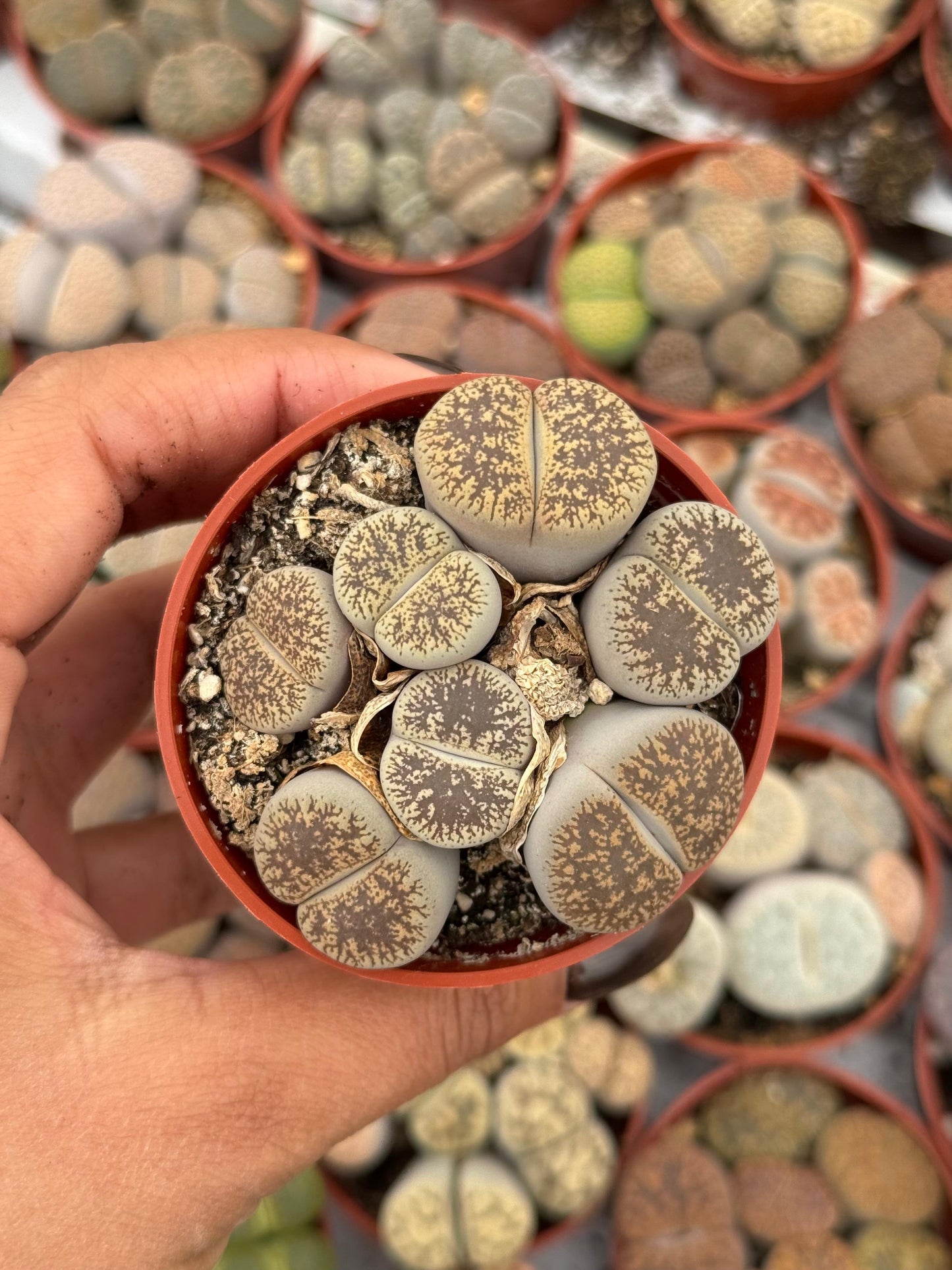 Charola de 28 macetas de lithops 2.5”