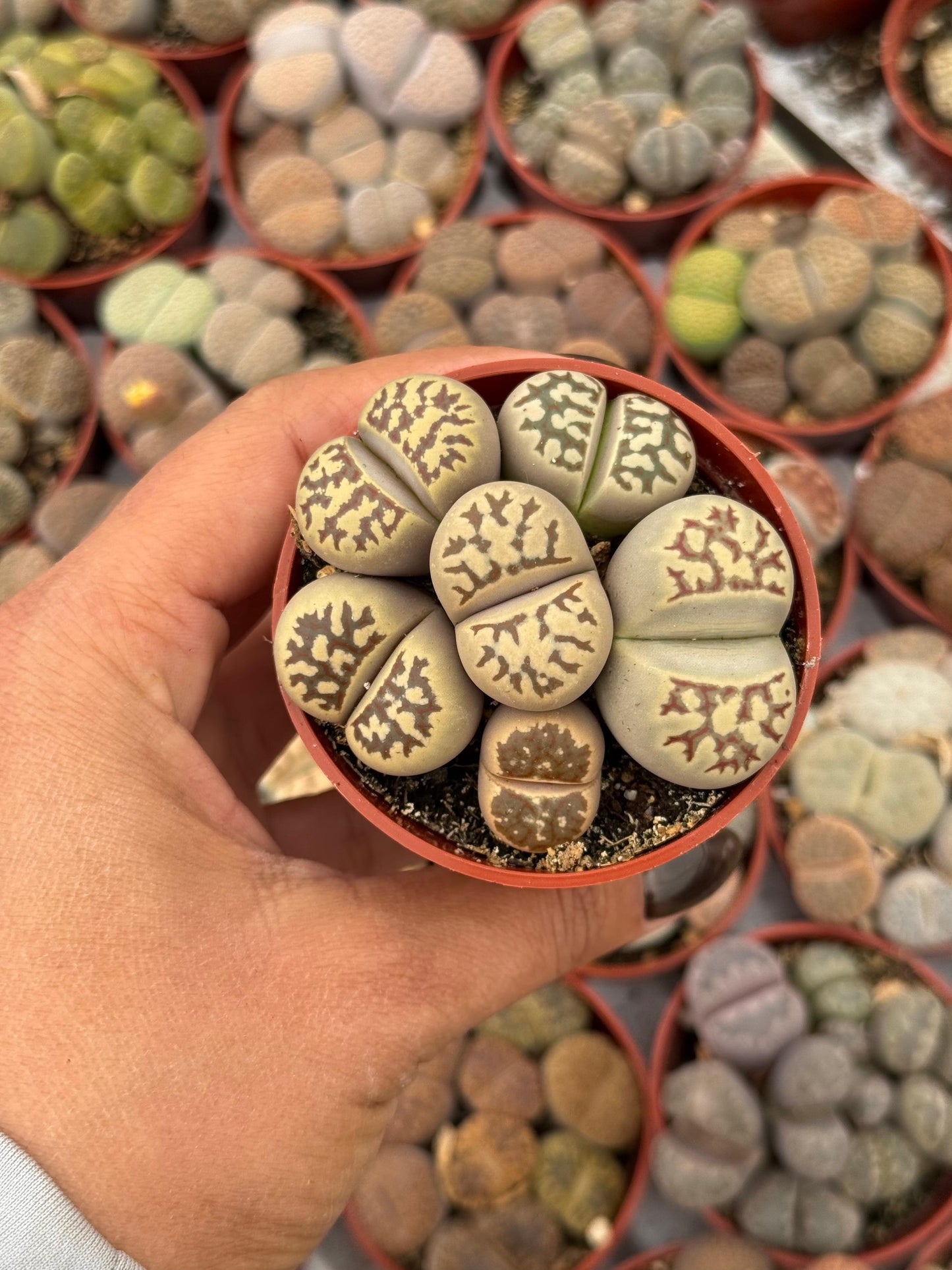 Charola de 28 macetas de lithops 2.5”