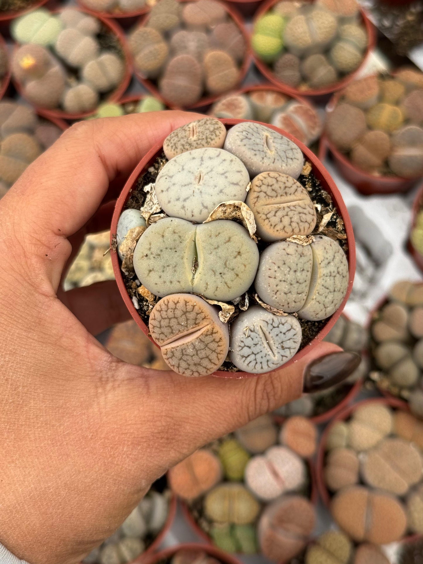 Charola de 28 macetas de lithops 2.5”