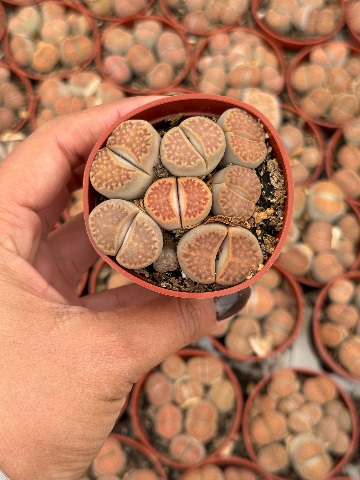 Charola de 28 macetas de lithops 2.5”