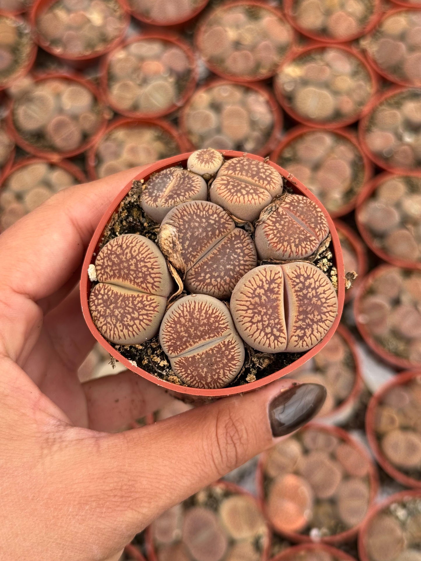Charola de 28 macetas de lithops 2.5”