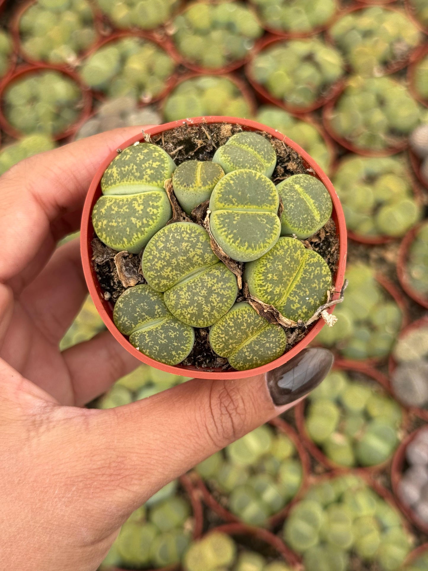 Charola de 28 macetas de lithops 2.5”