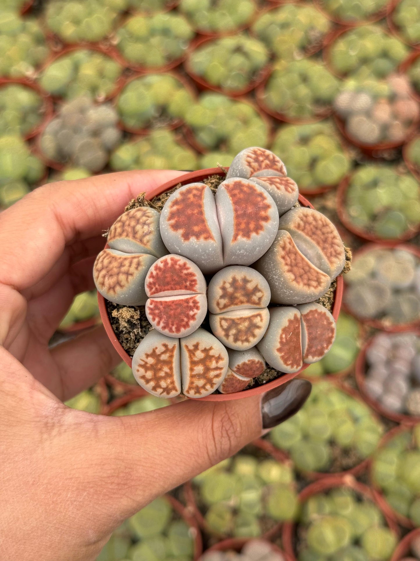 Charola de 28 macetas de lithops 2.5”